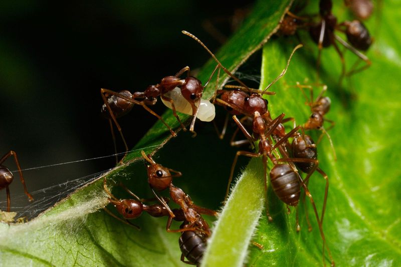 Inside a Weaver Ant Nest: What's Really Going On?