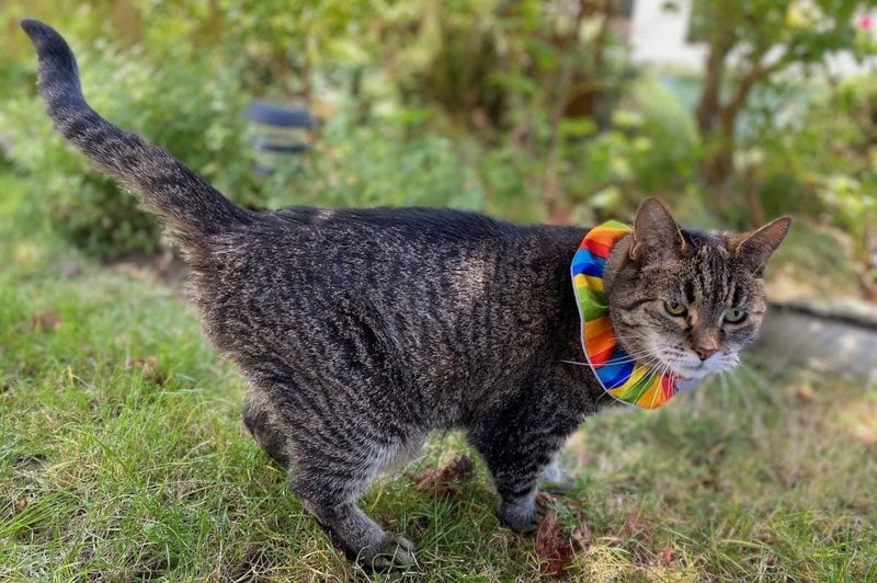Try A Colorful Collar Cover