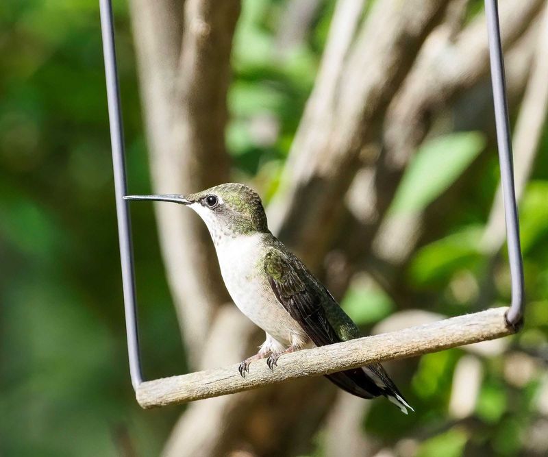 Incorporate Perching Spots