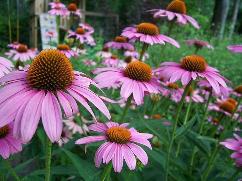 Plant Tall Perennials