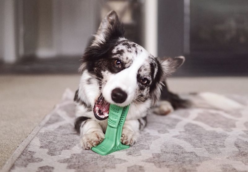 Serve Up Some Teeth-Cleaning Toys