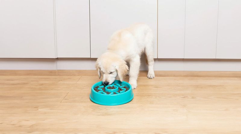 Use A Slow-Feeder Bowl