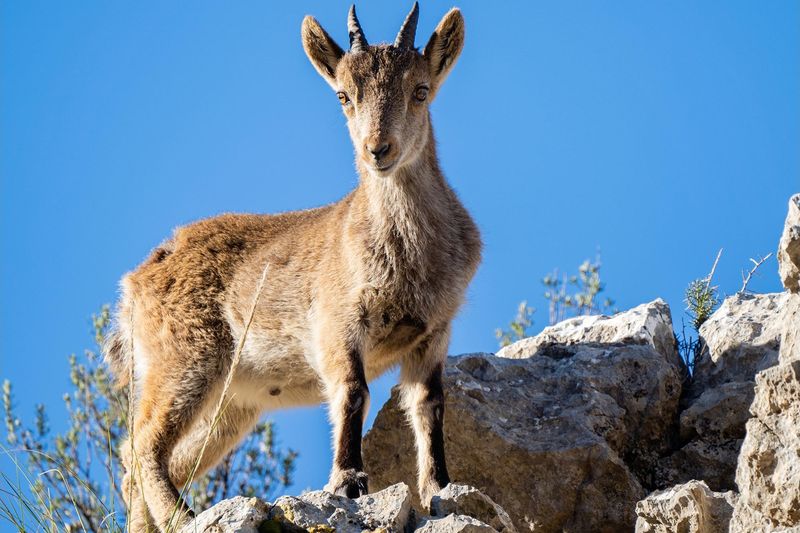Pyrenean Ibex
