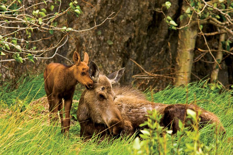 Kenai National Wildlife Refuge, Alaska