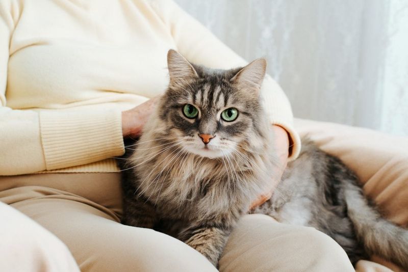 Choosing A Cat Based Only On Looks