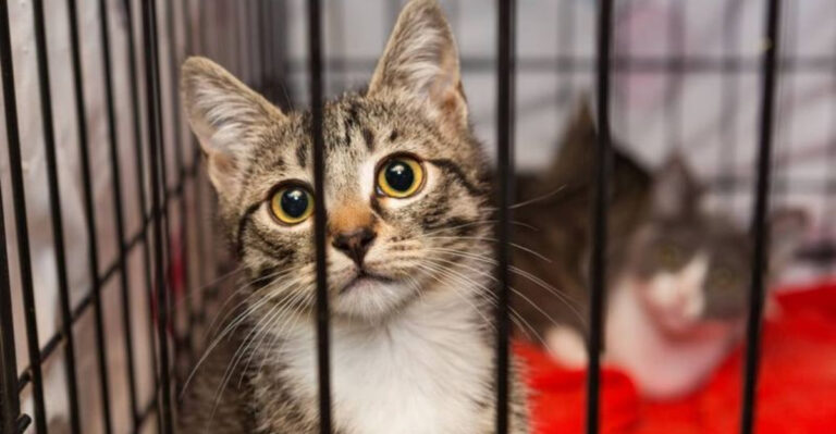 Adopting A Cat? 17 Cat Adoption Mistakes To Avoid