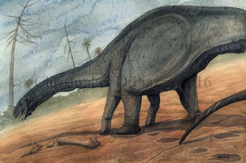 Evolutionary Adaptations For Massive Size
