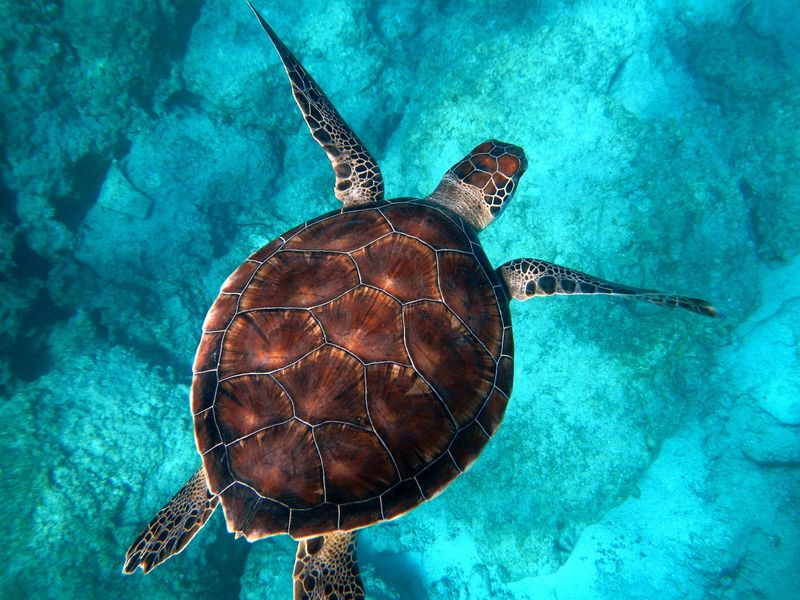 Educate Others About Turtle-Friendly Practices