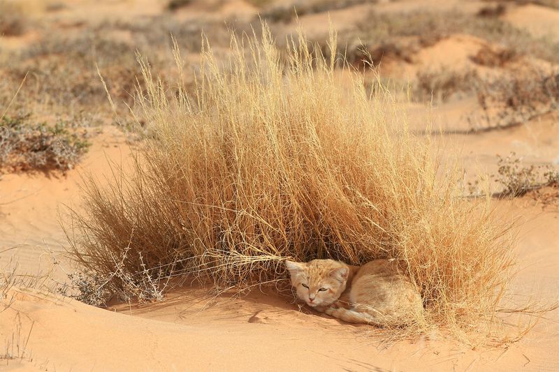 Desert Phantoms: Sand Cats