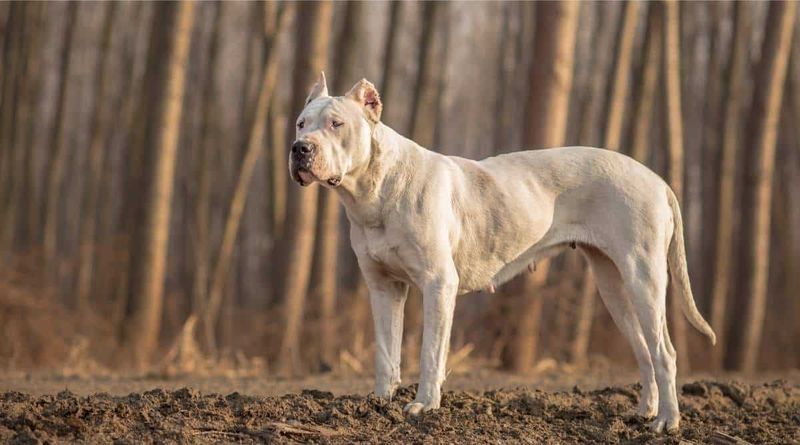 Dogo Argentino – The Misunderstood Hunter