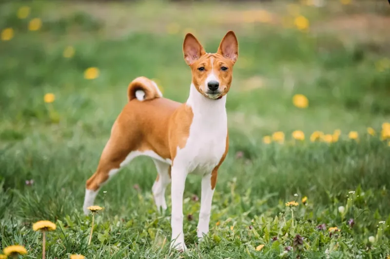 Basenji – The Bark-less Rebel