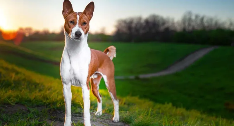 Basenji