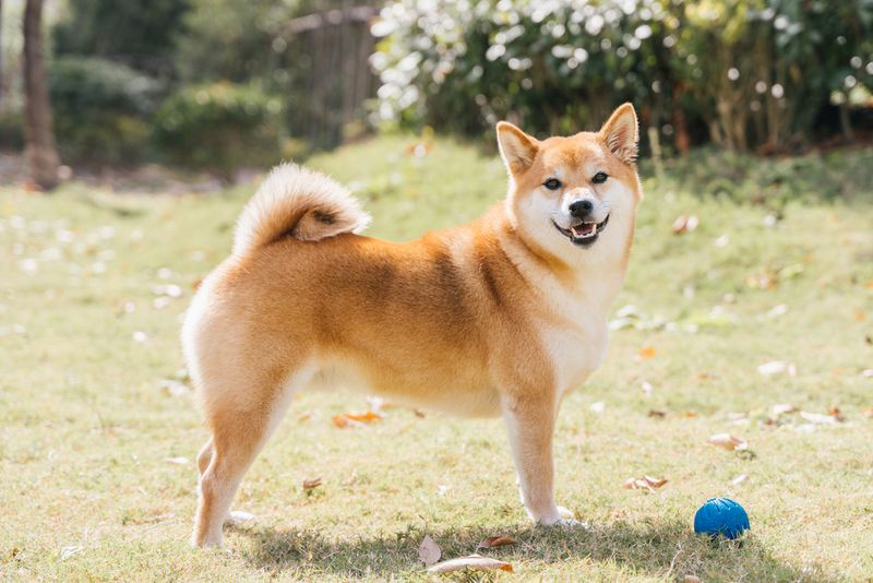 Shiba Inu