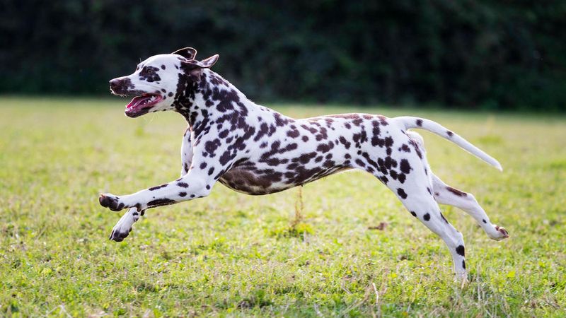 Dalmatian