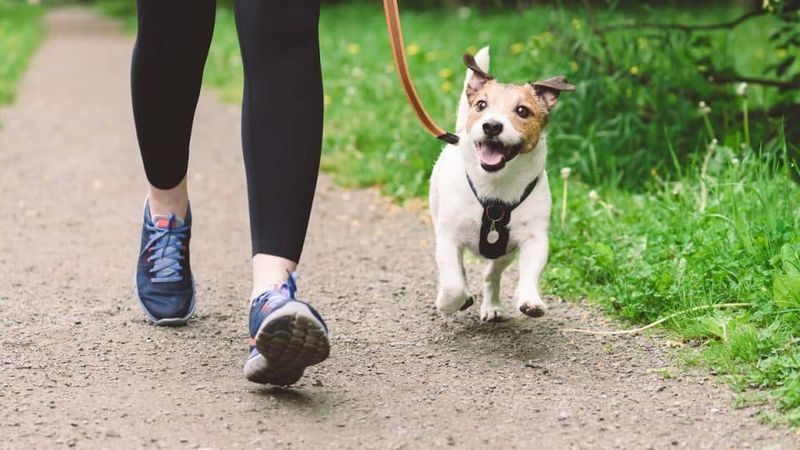 Jack Russell Terrier: Small Dogs With Outsized Courage
