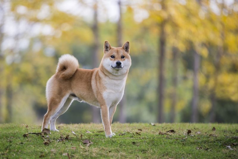 Shiba Inu: The Feline-Like Canine