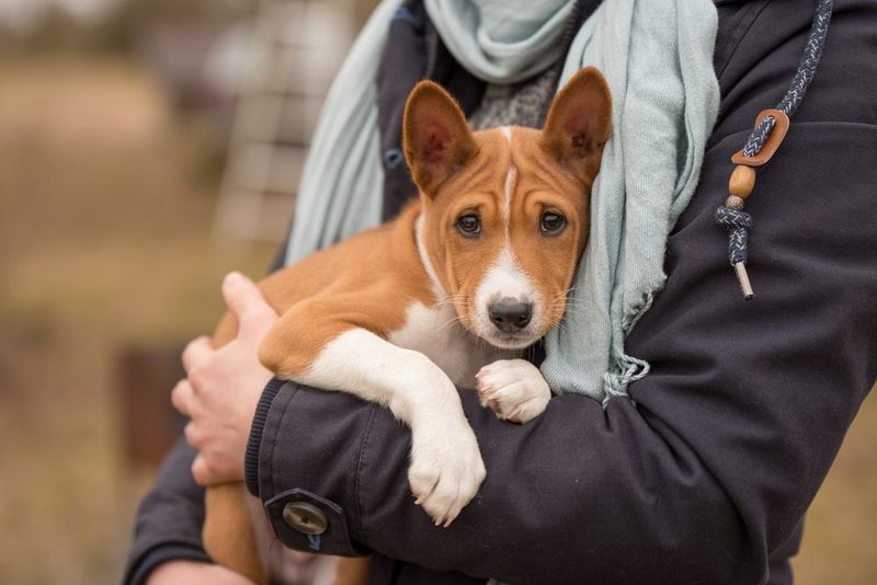Basenji: The