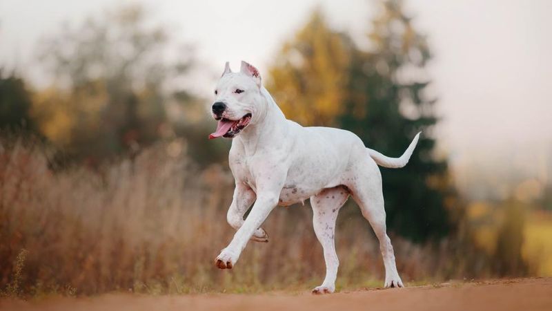 Dogo Argentino: The Athletic Hunter