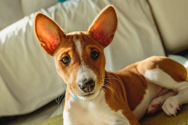 Basenjis: The Barkless Introverts