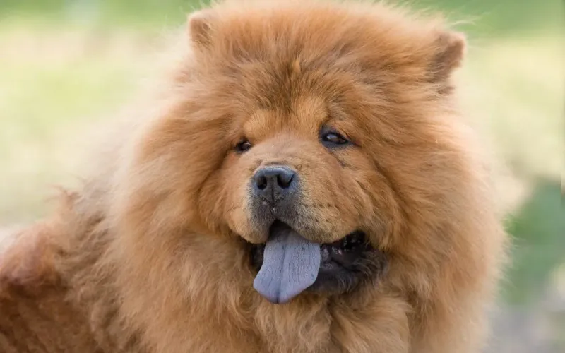Chow Chows