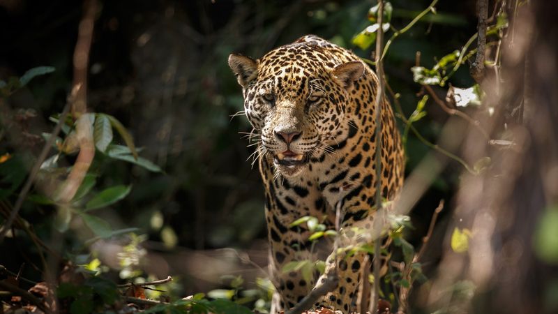 Jaguars