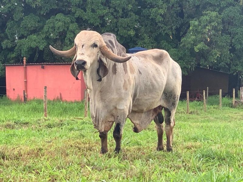 Asia's Unique Cattle Breeds: From The Japanese Wagyu To The Indian Gir