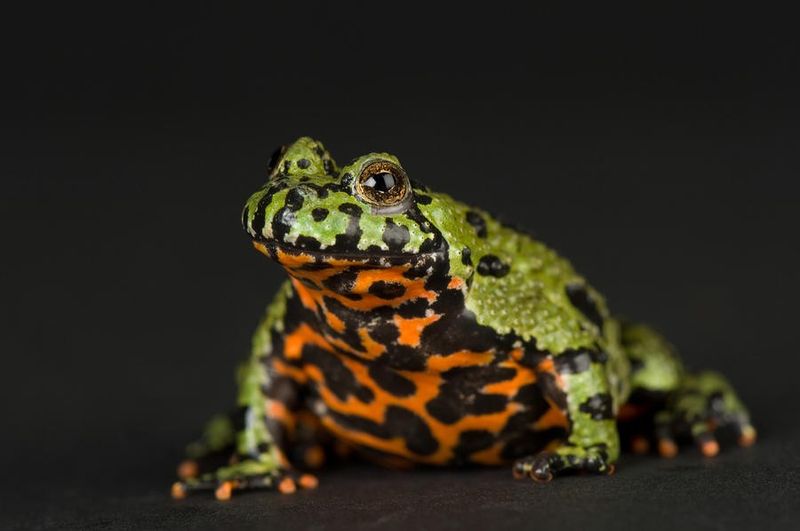 Fire-Bellied Toad