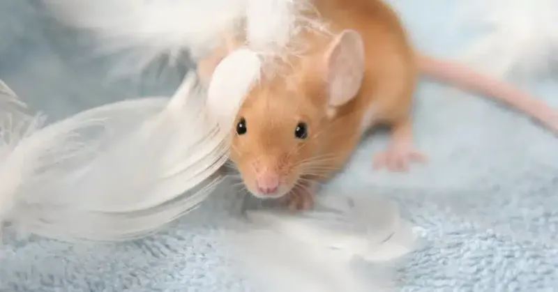 Fancy Mouse: The Tiny Explorer