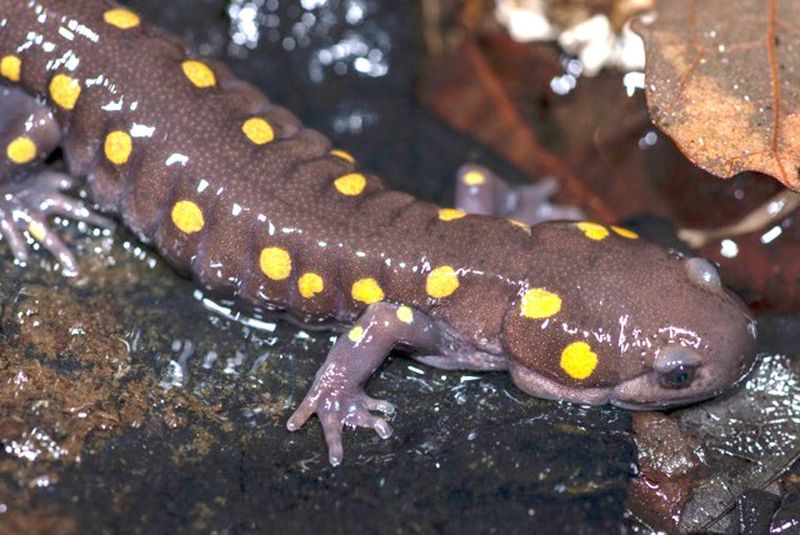 Spotted Salamander