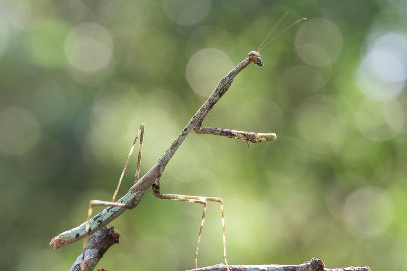 Stick Insects