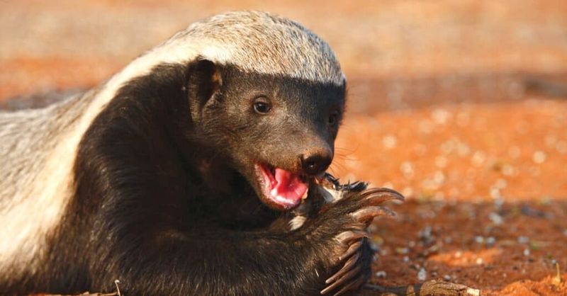 Honey Badger