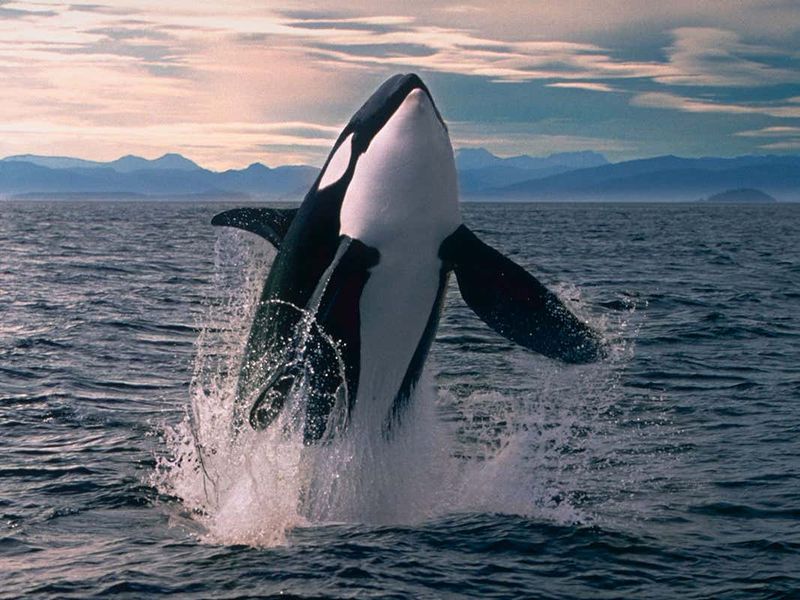 Orca