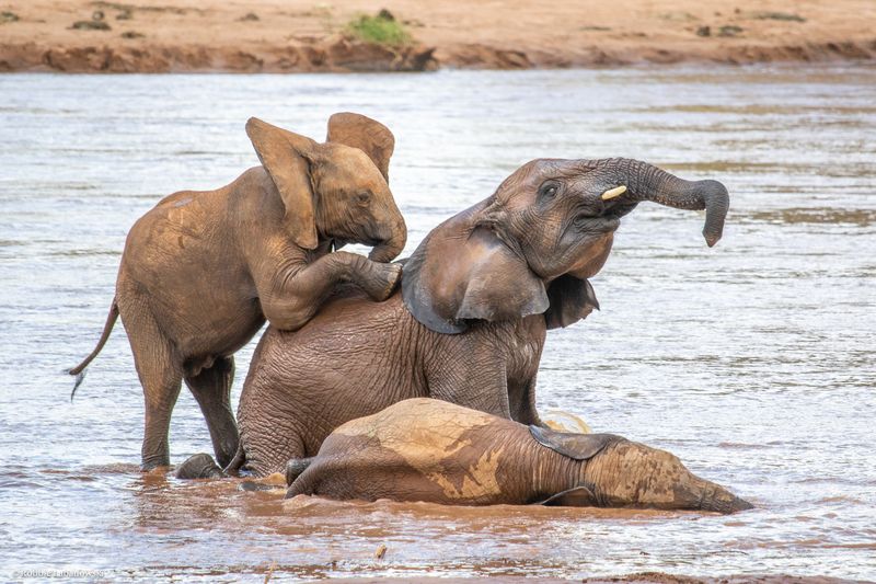 African Elephant