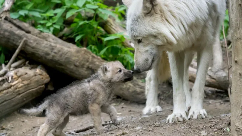 Wolf