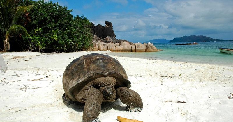 Aldabra Giant Tortoises
