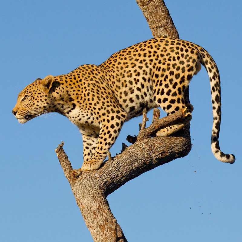 Persian Leopard