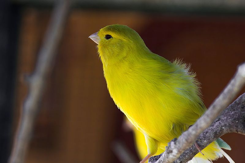 Canary