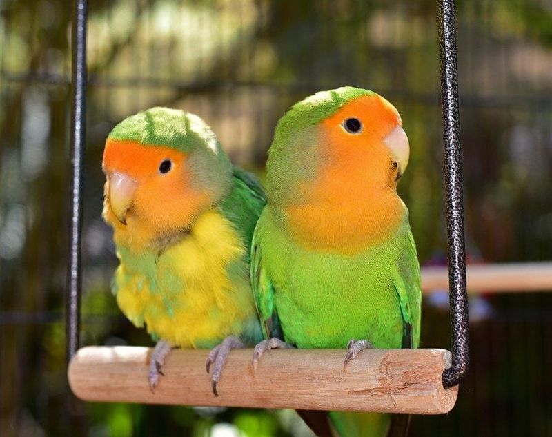 Lovebird