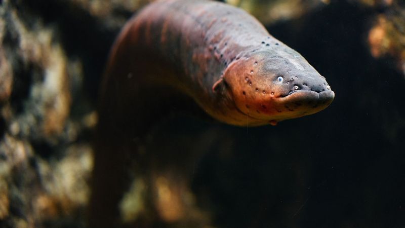 Electric Eel