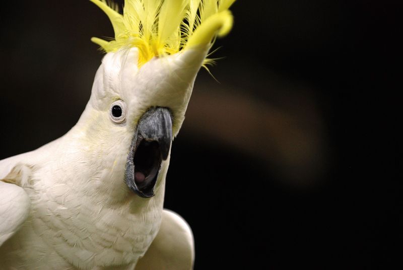 Cockatoos