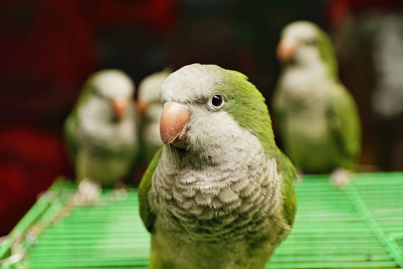 Quaker Parrots