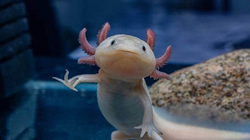Axolotls: Smiling Underwater Companions