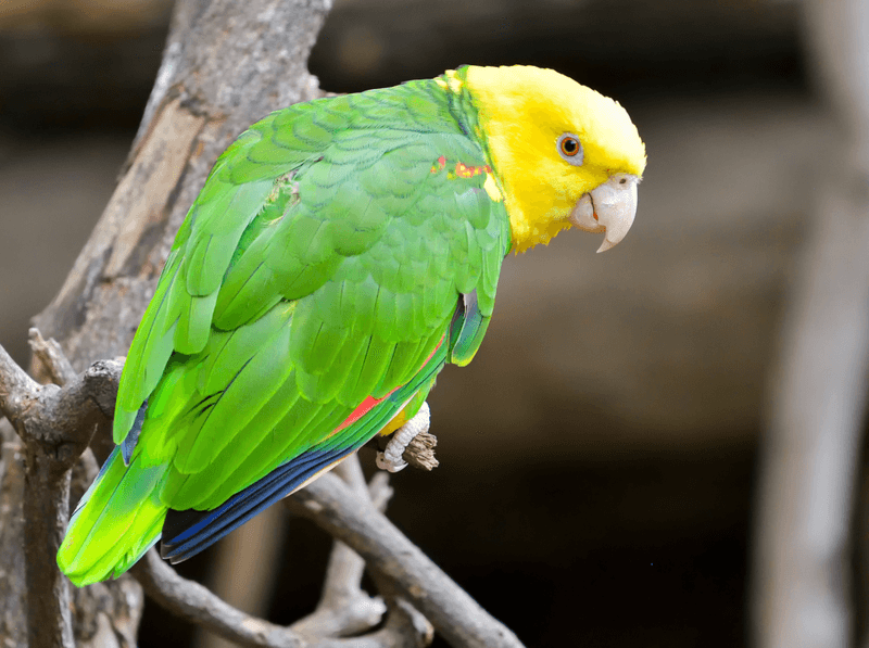 Amazon Parrots