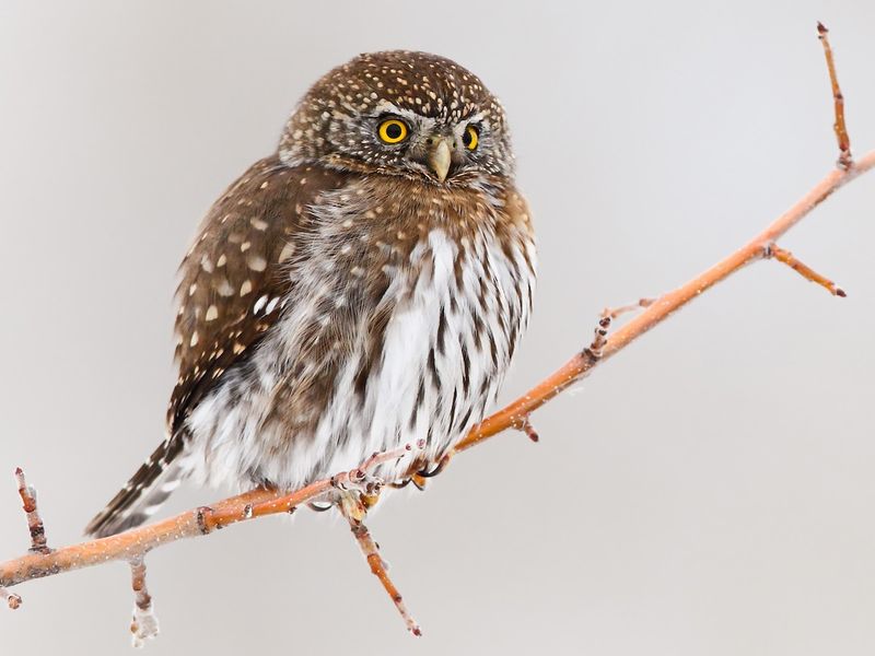 Northern Pygmy Owl (Miniature But Fierce)