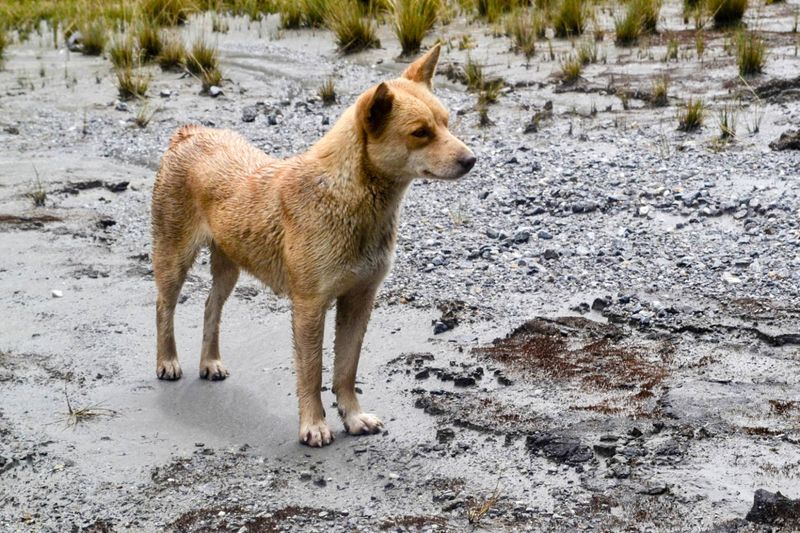Island Rat Catchers: New Guinea Singing Dog