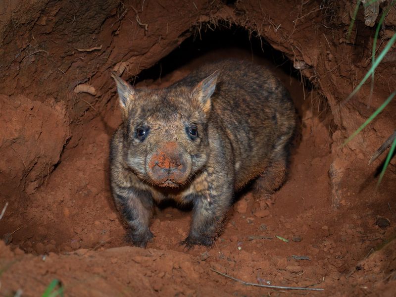 Northern Hairy-Nosed Wombat