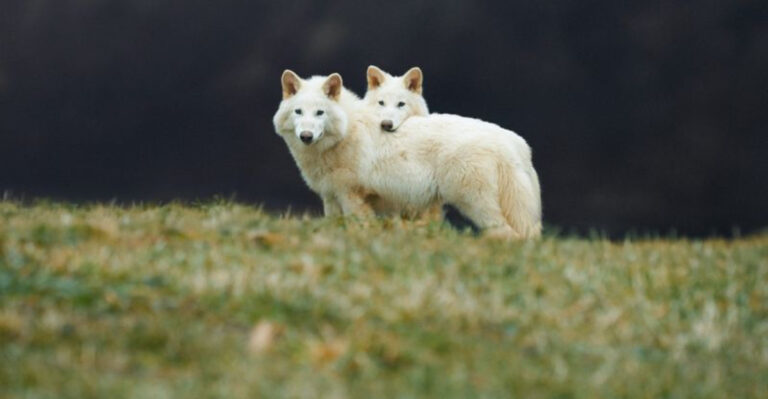 After Woolly Mice And Dire Wolves, What's Next In De-Extinction?