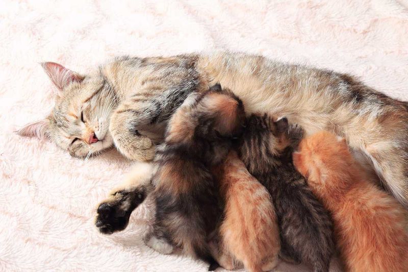 Too Young: Still Nursing Frequently