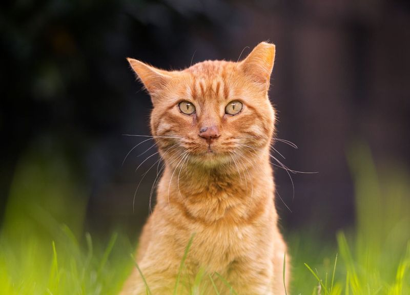 Ear-Tipping Signals TNR Status