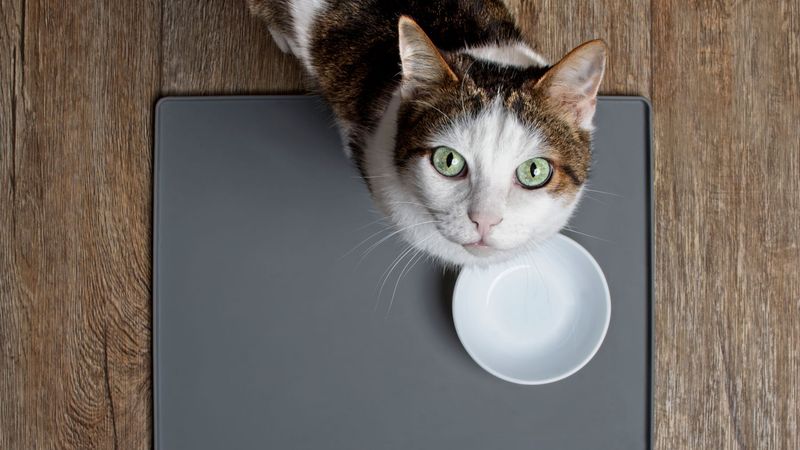 Overeating Or Begging For Food